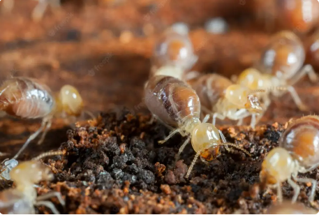 termite
