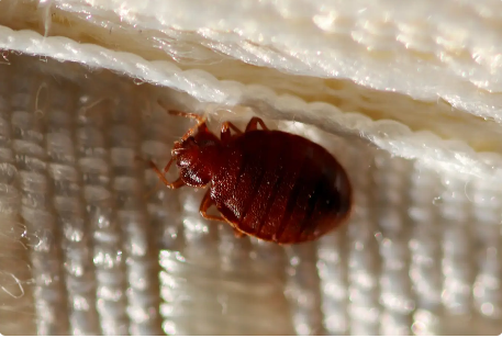 Bed Bug Control