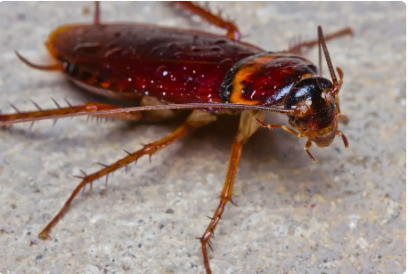 Cockroach Control