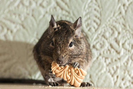 Rodent Control