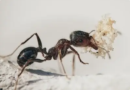 Ant Control